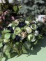 IMG_2186.jpeg