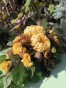 IMG_2207.jpeg