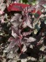 IMG_2258.jpeg