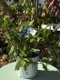 IMG_2284.jpeg