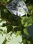IMG_2287.jpeg