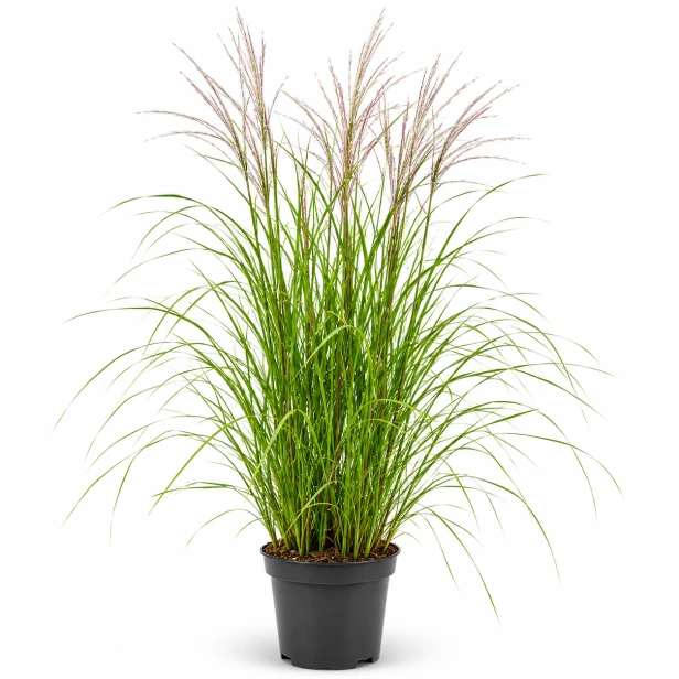 8181658C-5848-49EB-81CC-F42C39E275D2.png