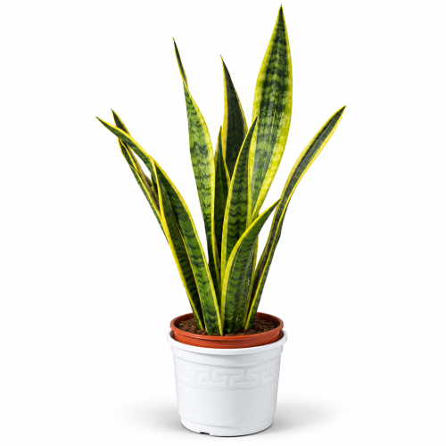 78F1B55B-0D5E-4C07-B79B-32936E132D12.png