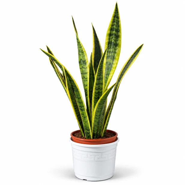 78F1B55B-0D5E-4C07-B79B-32936E132D12.png