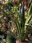 IMG_2321.jpeg