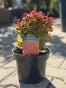 IMG_3137.jpeg