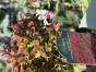 IMG_3140.jpeg