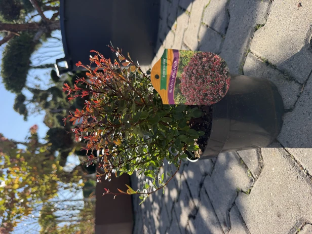 IMG_3142.jpeg