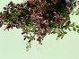 IMG_3145.jpeg