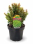 F009DC39-1838-4F1A-AA6C-CDF7057F165A.png