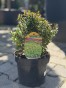 IMG_3149.jpeg