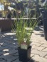 IMG_3163.jpeg