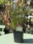 IMG_3166.jpeg