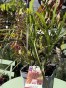 IMG_3181.jpeg