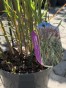 IMG_3188.jpeg