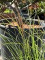 IMG_3194.jpeg