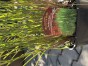 IMG_3195.jpeg