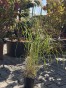 IMG_3203.jpeg