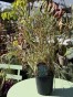 IMG_3240.jpeg