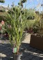 IMG_3247.jpeg