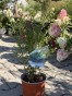 IMG_3326.jpeg