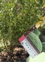 IMG_3336.jpeg