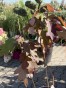 IMG_3271.jpeg