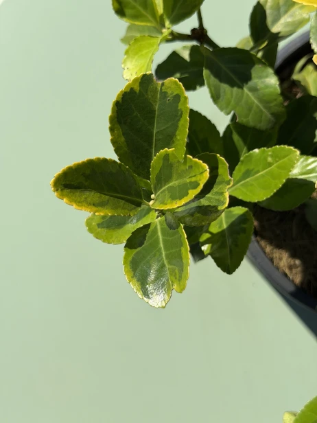 IMG_3313.jpeg