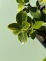 IMG_3313.jpeg