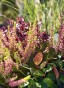 IMG_3557.jpeg