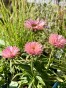 IMG_3660.jpeg