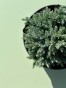 IMG_4521.jpeg