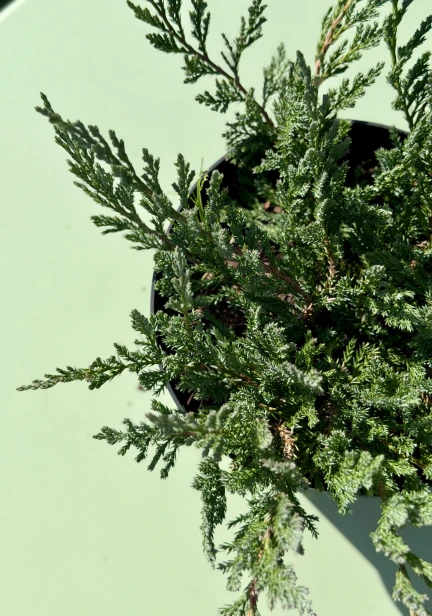 IMG_4513.jpeg