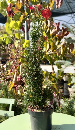 IMG_4495.jpeg