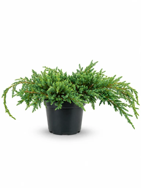 EDEED766-FD17-4433-99C7-B1C45A7EC0E0.png