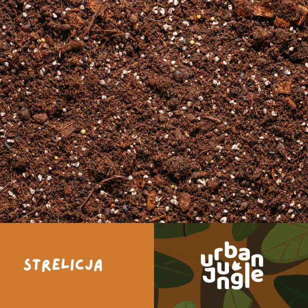 Strelicja.png