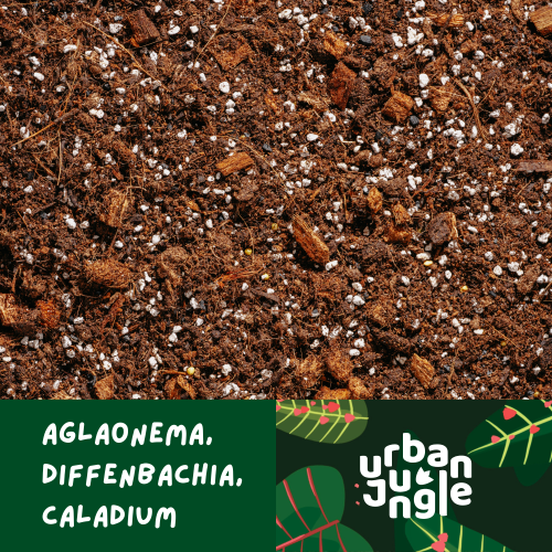 Aglaonema.png