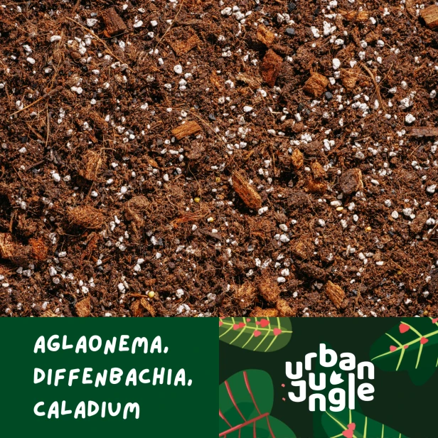 Aglaonema.png