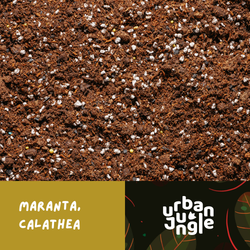 Maranta.png