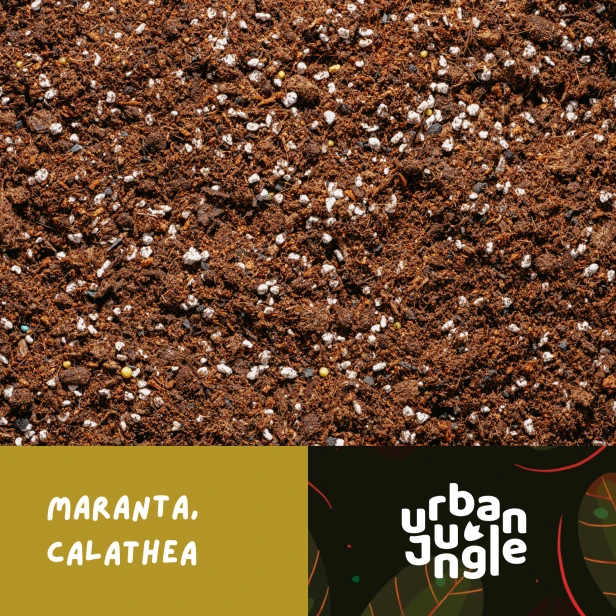 Maranta.png