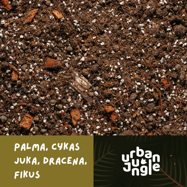 Palma.png