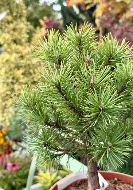 FullSizeRender.jpeg