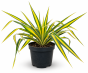 52C40AAB-37EB-426C-A59A-C248E705C2BA.png